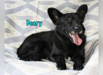 Beary geb. 01/2020 - sanfter und ruhiger kleiner Schatz sucht ruhiges Zuhause!