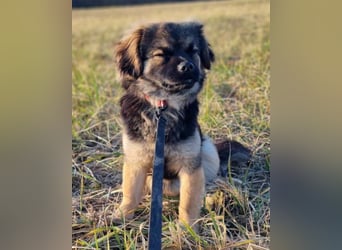 Kleine, feine ♥Roma♥ auf Körbchensuche