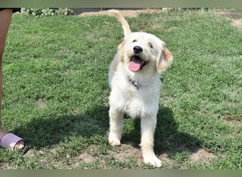 Pfiffige Suki sucht ihre Menschen