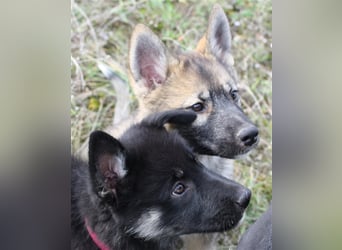 Eurasier - A. Malamute Nord-Hybrid Welpen suchen ein liebevolles Zuhause