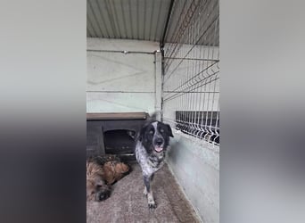 Ruby, lieb und gutmütig
