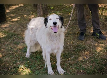 Chip 2233069: Sucht ein Zuhause