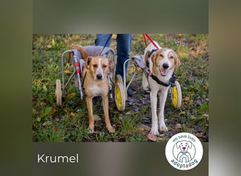Krumel – Die gute Seele mit Kampfgeist
