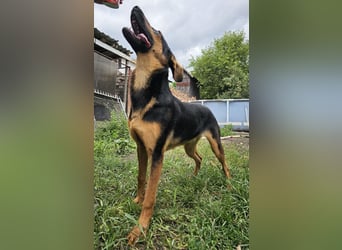 Dixie sucht eine liebe Familie!