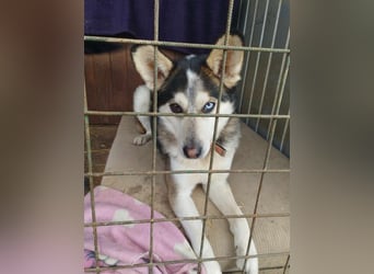 BODRO - der hübsche Huskymix sucht ein liebe- und verständnisvolles Zuhause