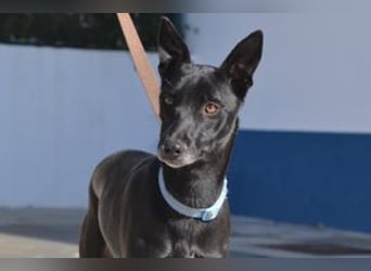 Figo, ein freundlicher und ausgeglichener Begleiter
