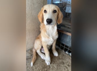 Gipsy, geb. ca. 04/2025, lebt in GRIECHENLAND, im städt. Tierheim Serres