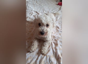 Reserviert! Bichon-Mix MAYA