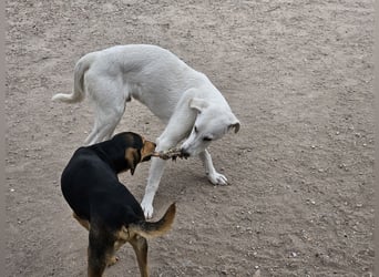 Willy: Mobbingopfer braucht dringend Hilfe