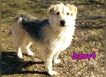 Jenny4 geb. 01/2018 - bezaubernde und super liebe, kleine Wuschelhündin!