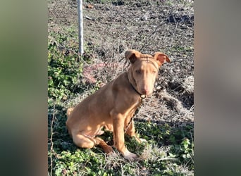 Pharaonenhund Feras