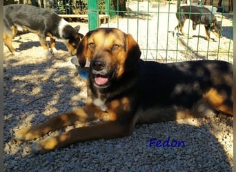 Fedon 02/2024 (GRC) - freundlicher und sozialer wunderschöner Junghund!