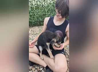 MILO - Zuhause gesucht !