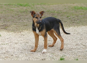 lieber Bruce sucht sein kuscheliges Zuhause