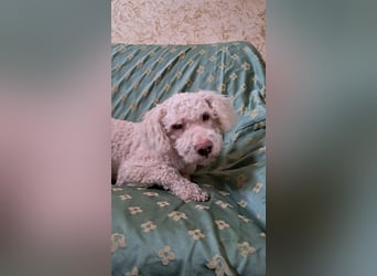 Charlie sucht sein Zuhause