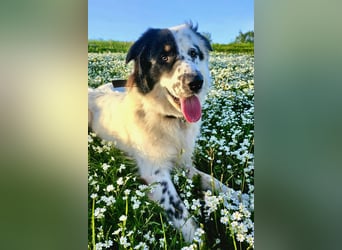 Oslo (ca. 2 Jahre) – großer Hund sucht neuen Platz (41749 Viersen)