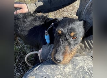 Marko ein kleiner Jagdterrier