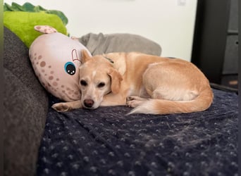 Alba - vorsichtige, ruhige, liebe Labrador-Mix-Hündin / Pflegestelle in Mosbach
