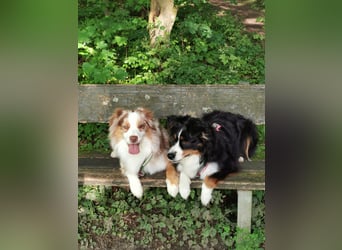 Liebenswerte Familienhunde Maex & Maya suchen ein neues Zuhause