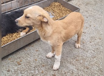 ♥MIKA♥ niedlicher, bildschöner Welpe,der noch etwas erschrocken in die Kamera schaut 31cm (wachsend)