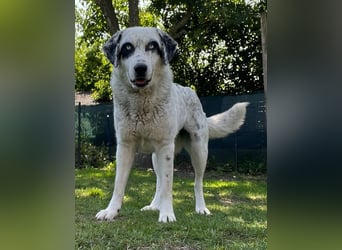 Snow, geb. ca. 06/2023, lebt auf einer Pflegestelle in 47652 Weeze