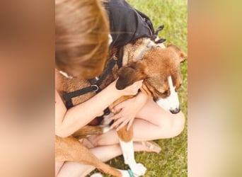 Terry - ein Herz auf 4 Pfoten sucht seine Familie