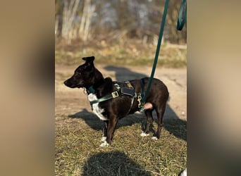 Bella / Lilly kleiner Mischling Hündin Junghund sucht Zuhause für immer