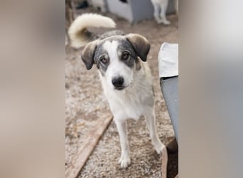 Balou, geb. ca. 05/2022, lebt in GRIECHENLAND, im städt. Tierheim Serres