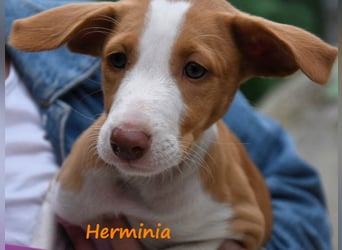 Herminia geb. 03/2025 (ESP) - menschenbezogene Podenco Ibicenco Welpin!