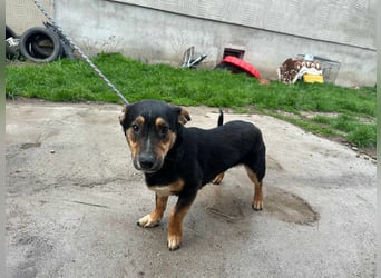 Dexter, geboren 01.08.2023, 34cm sucht sein Körbchen