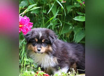 Mini American Shepherd (Showlinie)