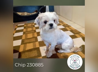 Chip 230885: Sucht ein Zuhause