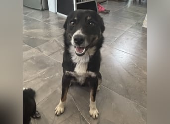 Socke - absoluter Familienhund