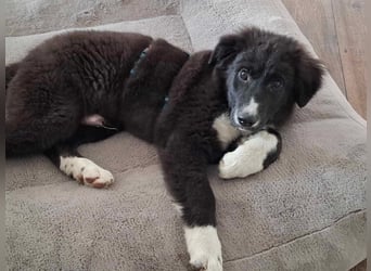 Baloo - junger,lebensfroher Hund