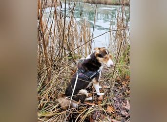 Carlos sucht sein perfektes Match-wartet in PLZ 49143 Bissendorf