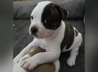 American Bulldog Welpen aus Hybrid/Standard Verpaarung ab Mitte Juni abzugeben, www.cocodin-bulls.de