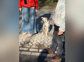 Monty sucht seine Menschen