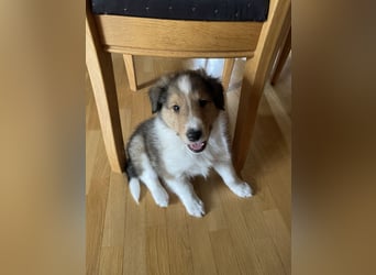 Colliewelpen suchen ein Zuhause!
