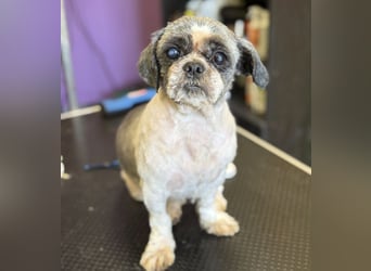 Missy ein kleiner Engel