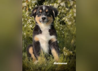Bezaubernde Australian Shepherd Welpen