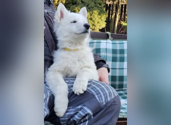 Weißer Schweizer Schäferhund / Welpen / Berger Blanc Suisse / puppies with FCI pedigree