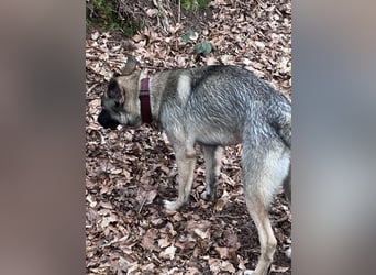 Schöner sozialisierter Familienschäferhund sucht ein zu Hause