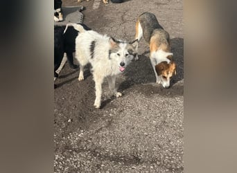 Aimee, RESERVIERT Husky-Collie Mix Lady ,  verjagt und sich selbst überlassen