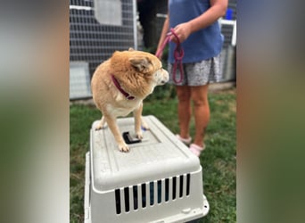 Kira PP – sensible Shiba Inu-Dame sucht einfühlsame Menschen