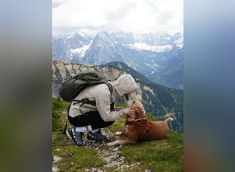 Michel - Ein treuer Begleiter, der die Nähe zu Menschen liebt