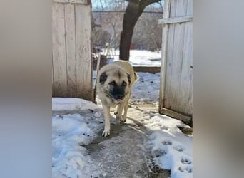 Jessica - ruhige, freundliche Kangal-Mix-Hündin / z.Zt. noch in Rumänien