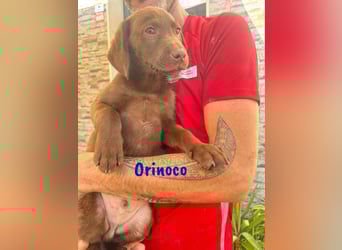 Orinoco geb. 03/2025 (ESP) - aufgeweckter Labrador-Mix Welpe!