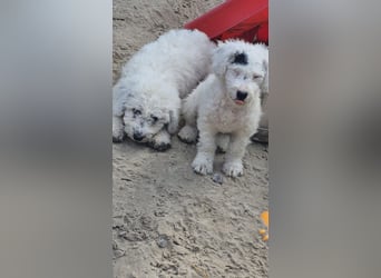 Spanischer Wasserhund