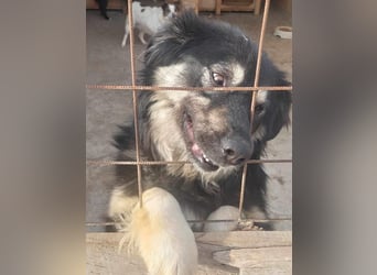 Laika, lebenslustig und menschenbezogen