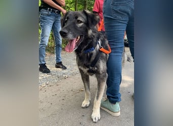 ♥ALITA♥ Pflegestelle dringend gesucht - wunderschöne, aufgeschlossene Herdenschutz-Mix-Hündin 59 cm